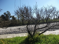 cantara Calatabiano18032012 016
